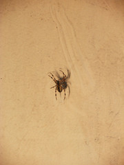 spider