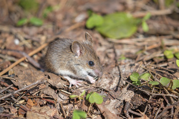 Naklejka na ściany i meble House Mouse (Mus domesticus). gray mouse in nature