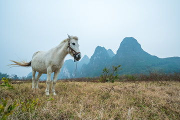 A white horse in karst hills