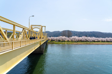 Fototapeta na wymiar Tenshochi Park along the Kitakami River in springtime sunny day morning. Rural scene with beauty full bloom pink sakura flowers. Kitakami, Iwate Prefecture, Japan