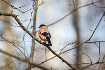 The Eurasian bullfinch, common bullfinch or bullfinch (Pyrrhula pyrrhula) is a small passerine bird in the finch family, Fringillidae. 