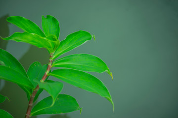 green leaf of insulint plant, costus igneus