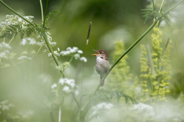 The marsh warbler (Acrocephalus palustris) is an Old World warbler currently classified in the family Acrocephalidae. The marsh warbler (Acrocephalus palustris) singing in the bush.