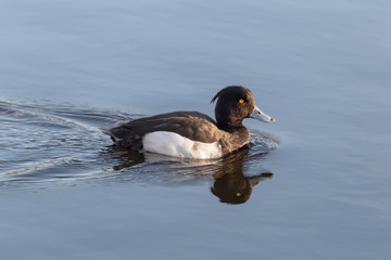 Tufted Duck (Aythya fuligula) male on water. 