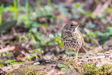 Song Thrush (Turdus philomelos). 