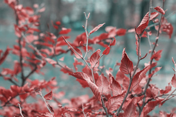 Photo of red leaves on the branches of a bush on a blurred background