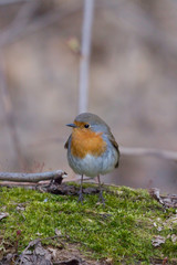 European robin (Erithacus rubecula) close up in the natural environment. 