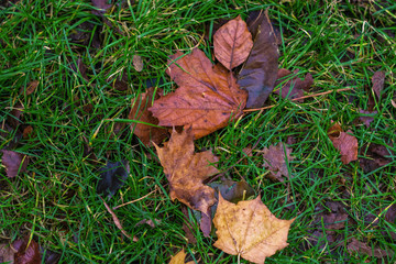 Photo of the yellow leaves on the green grass in the rainy autumn