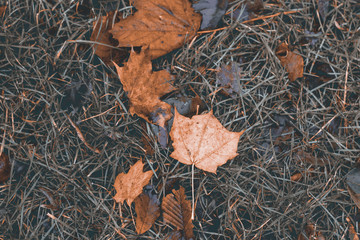 Yellow leaves on the grass with the effect of an old photo