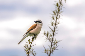 Red backed shrike (Lanius Collurio). male. Red backed shrike (Lanius Collurio) in the natural environment