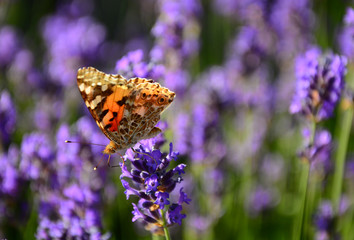 butterfly on lavanda flowers 