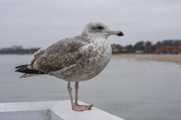 Photo of a large seagull sitting on a wooden pier on the background of the sea coast on a cloudy day