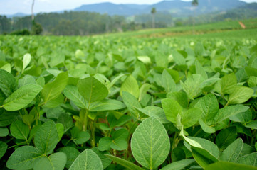 soy farm