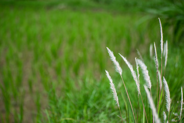 white flower of blady grass