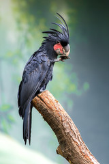 palm cockatoo on a branch
