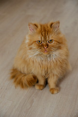 Fototapeta na wymiar cute adult ginger persian cat sitting on the floor