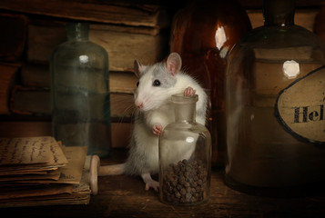 Rat runs around among old bottles, letters and books