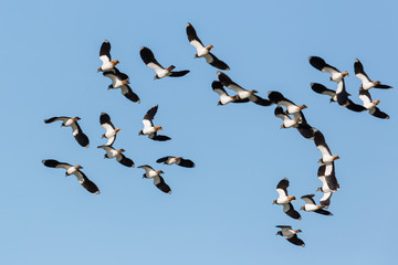several flying lapwing birds (vanellus vanellus) with blue sky - 314281001