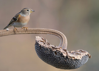 Brambling on sunflower (Fringilla montifringilla)
