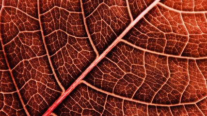 Texture and detail of brown leaf.