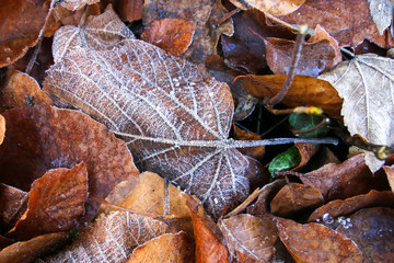 frost covered leaf during a cold snap in bed of forest leaf litter