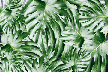 Green tropical leaves background. Monstera houseplant. Eco friendly photo. © Vadym