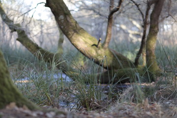 tree in the forest