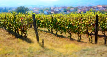 Fotobehang vineyard in provence france © predrag