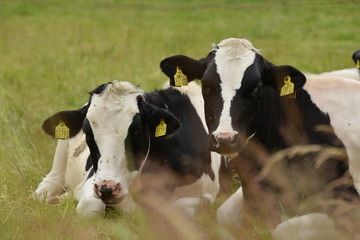 cows © dejongarendina