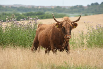 cow