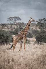 giraffe