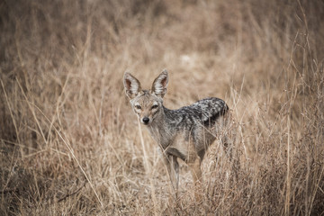 small jackal