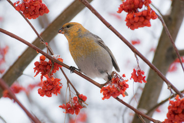 Pine grosbeak (Pinicola enucleator) male bird feeding on Sorbus berries