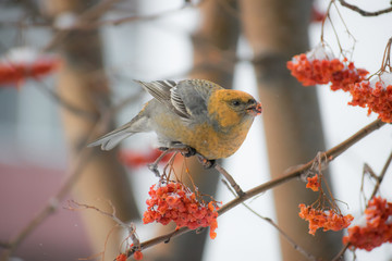 Pine grosbeak (Pinicola enucleator) male bird feeding on Sorbus berries