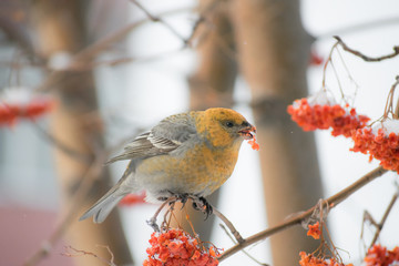 Pine grosbeak (Pinicola enucleator) male bird feeding on Sorbus berries