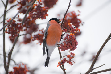 Pine grosbeak (Pinicola enucleator) male bird feeding on Sorbus berries