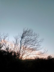 tree at sunset