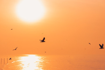 Morning sunrise over the sea and a seagull birds on the orange sky.