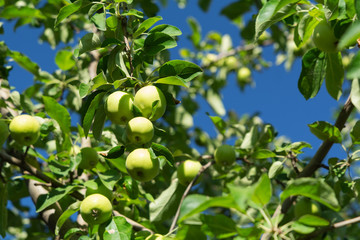 Fresh Golden Delicious apple fruits on tree branches. Harvest concept. Soft focus