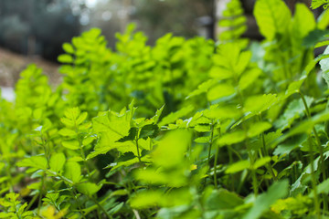 Environment concept: close up on green leaves, perfect background, selective focus