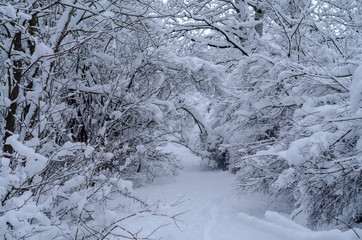  extreme precipitation events Winter forest, trees, spruce, pine, fir under snow. Tree branches bend under the weight of snow.