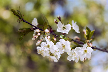 Fototapeta na wymiar Apple tree buds and flowers. Blooming of a Patagonian apple tree in spring. Macro background of flowering trees.