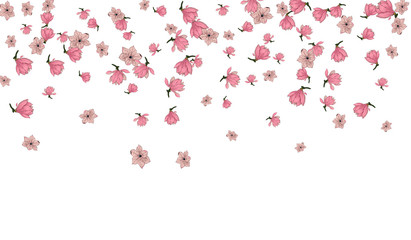 Pink Magnolia Flower Vector White Background. Japanese Sakura blossom illustration.