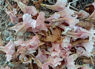 Prunus cerasoides flowers falling under the tree  background closeup