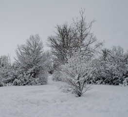  extreme precipitation events Winter forest, trees, spruce, pine, fir under snow. Tree branches bend under the weight of snow.