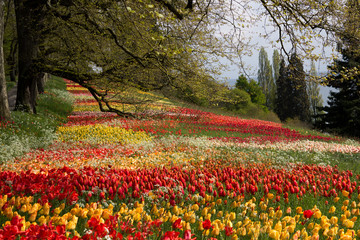 Panele Szklane  Tulpen im Park