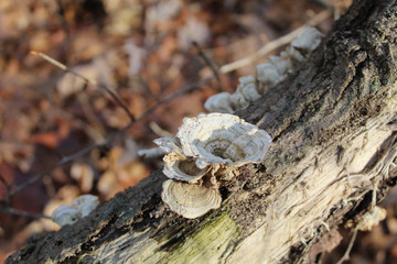 Turkey tail mushrooms on a log at Campground Road Woods in Des Plaines, Illinois