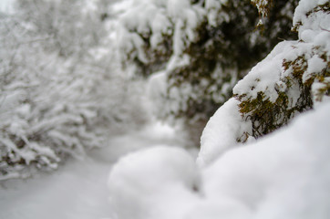  extreme precipitation events Winter forest, trees, spruce, pine, fir under snow. Tree branches bend under the weight of snow.
