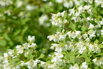 Close up of white jasmine flowers in a garden. Flowering jasmine bush in sunny summer day. Nature background.