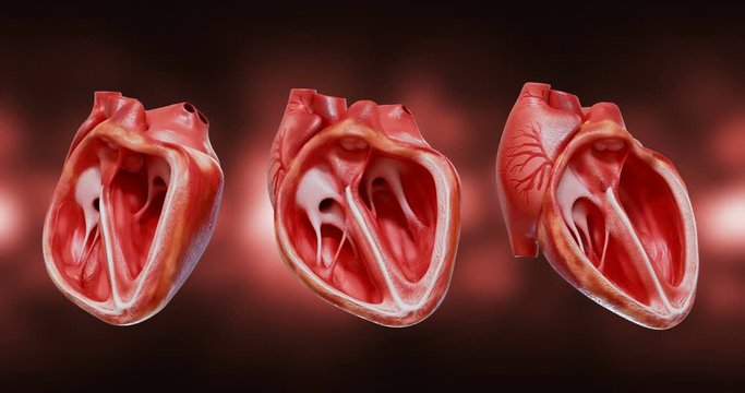 High quality 4k footage. Sectional anatomy of the heart. 3D rendering animation of a beating human heart with alpha channel. 30fps loop animation